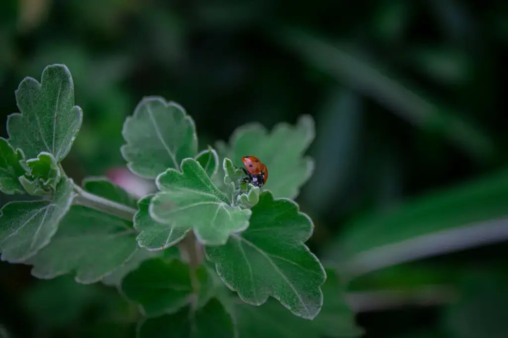 台灣香草王國:波本香草莢的魅力與應用
