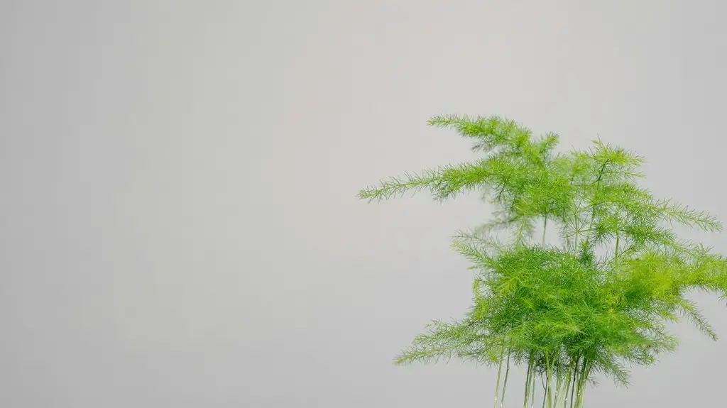 香草界的天作之合：迷迭香與百里香的迷人邂逅